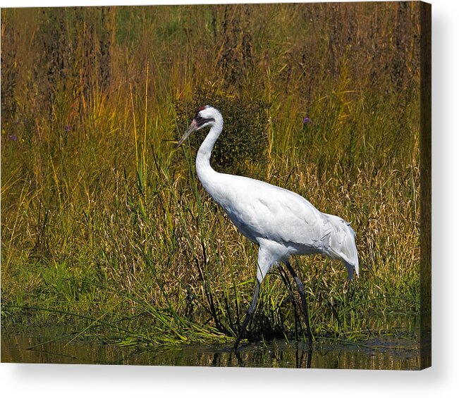 Whooping Crane Acrylic Print featuring the photograph Whooping Crane by Al Mueller