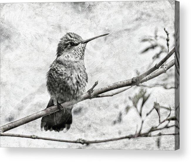 Hummingbird Acrylic Print featuring the photograph Wind in Her Feathers by Angie Vogel