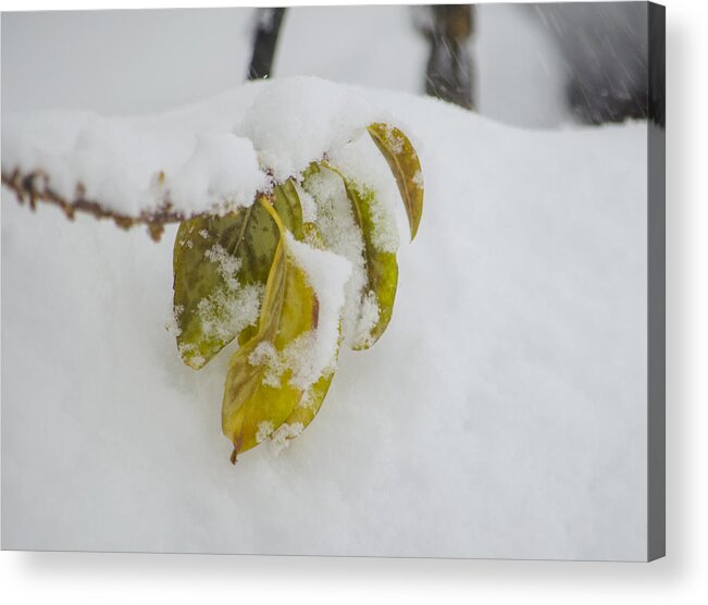Snow Acrylic Print featuring the photograph Winter Leaves by Deborah Smolinske
