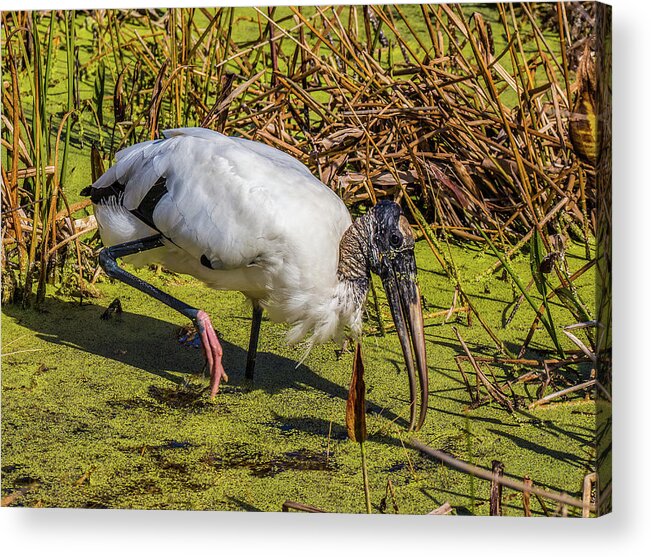 Red Bug Slough Acrylic Print featuring the photograph Wood Stork in Duck Weed by Richard Goldman