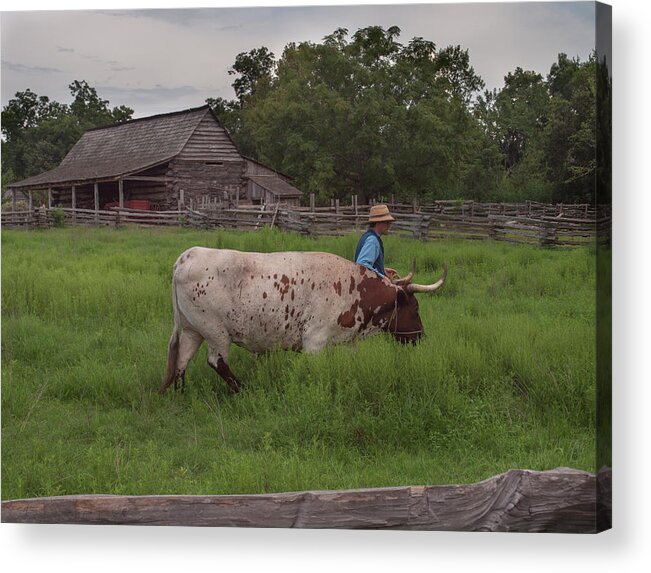 Farm Acrylic Print featuring the photograph Working Farm Oxen by Joshua House