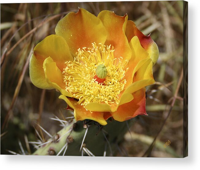 Cactus Flower Acrylic Print featuring the photograph Yellow Cactus Flower On Display by Ben and Raisa Gertsberg