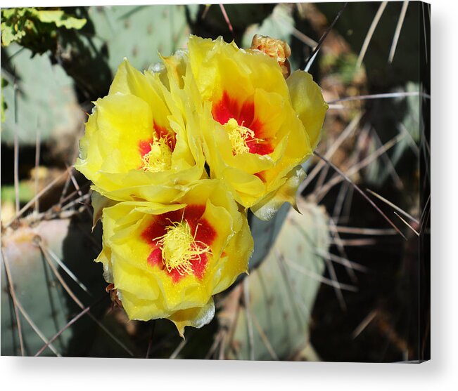 Cactus Acrylic Print featuring the photograph Yellow Desert Blooms by Aimee L Maher ALM GALLERY
