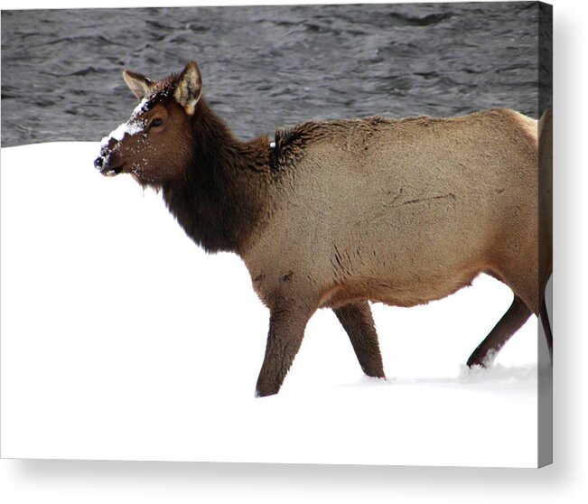 Elk Acrylic Print featuring the photograph Yellowstone Elk by Meagan Visser