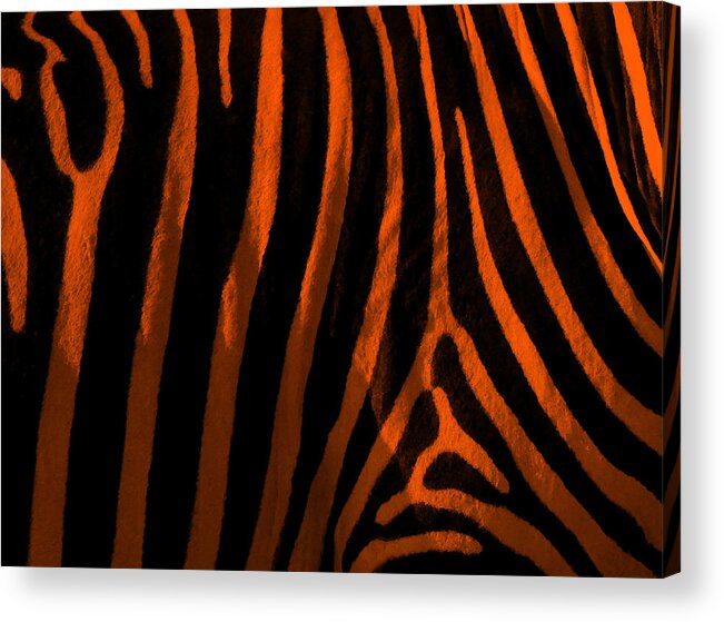 Zebra Acrylic Print featuring the photograph ZeOrange by Are Lund