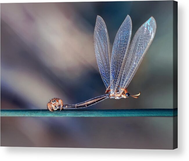 Insect Acrylic Print featuring the photograph Big Hunter #1 by Mustafa ztrk