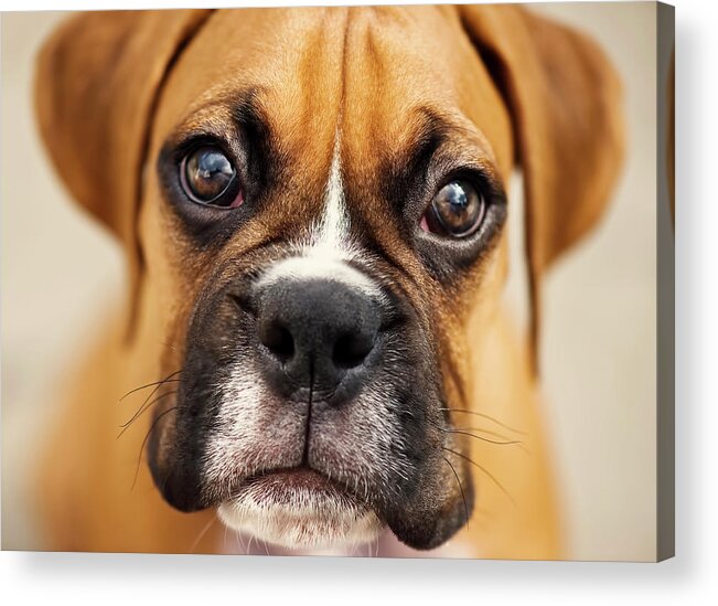 Pets Acrylic Print featuring the photograph Boxer Puppy #1 by Jody Trappe Photography