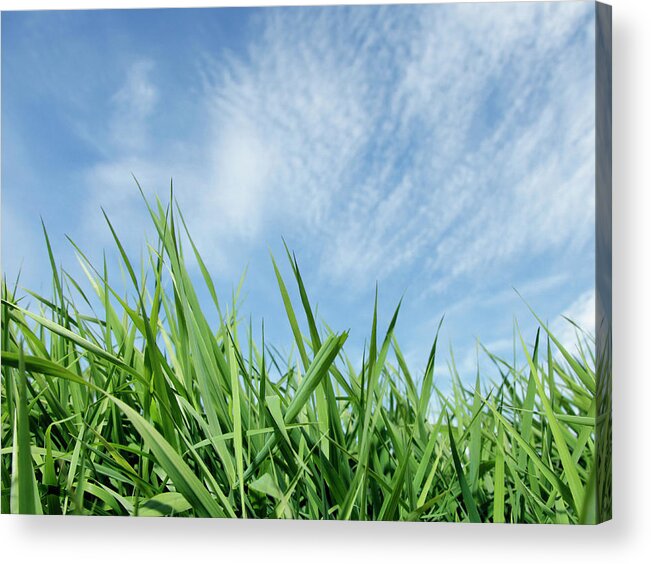 Grass Acrylic Print featuring the photograph Green Grass Against Blue Sky #1 by Steven Puetzer
