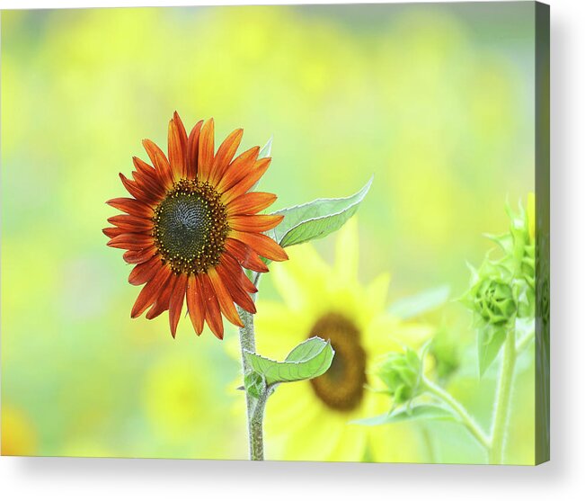 Sunflower Acrylic Print featuring the photograph Sunflower Field #1 by Rodney Campbell