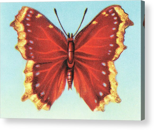 Animal Acrylic Print featuring the drawing Butterfly #34 by CSA Images