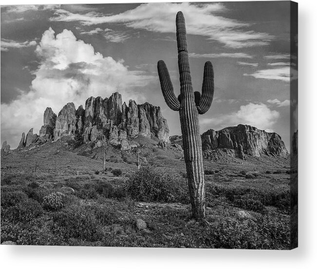 Disk1216 Acrylic Print featuring the photograph Saguaro Cacti, Arizona by Tim Fitzharris