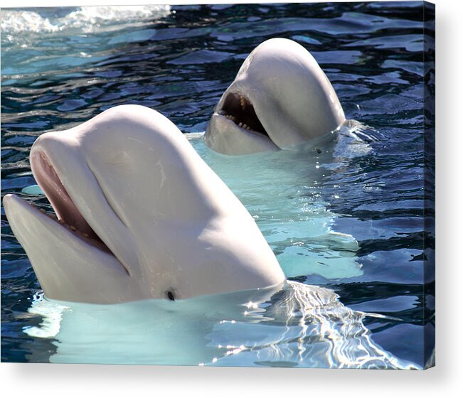 Underwater Acrylic Print featuring the photograph A Pair Of Beluga Whales With Their by Plasticsteak1