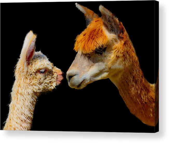 Alpaca Acrylic Print featuring the photograph Alpaca Reunion by Jonny D