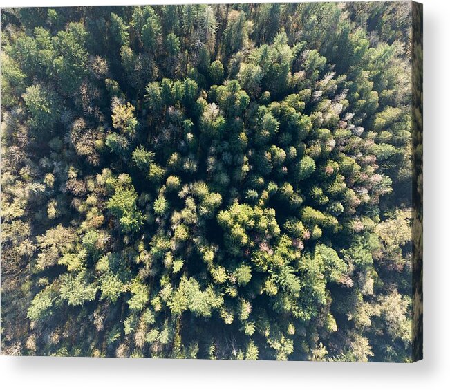 Landscapeaerial Acrylic Print featuring the photograph An Aerial View Shows A Healthy Forest by Ethan Daniels
