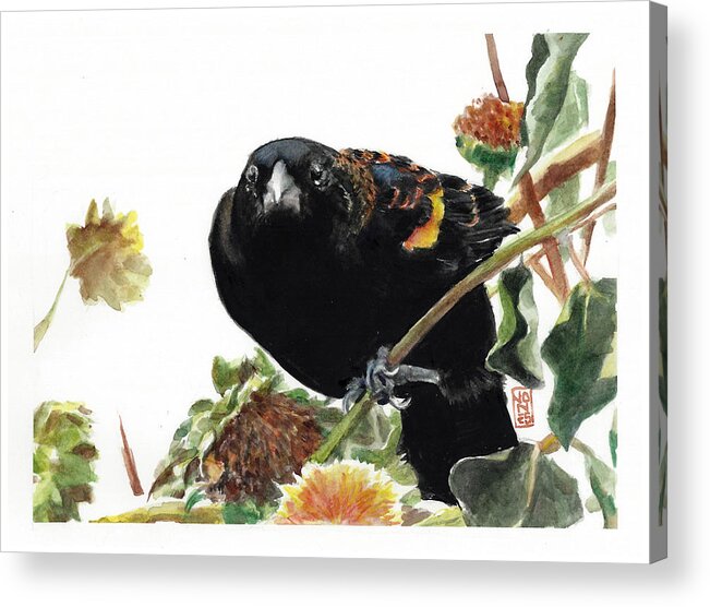 Red-winged Blackbird Acrylic Print featuring the painting Angry Blackbird by Debra Jones