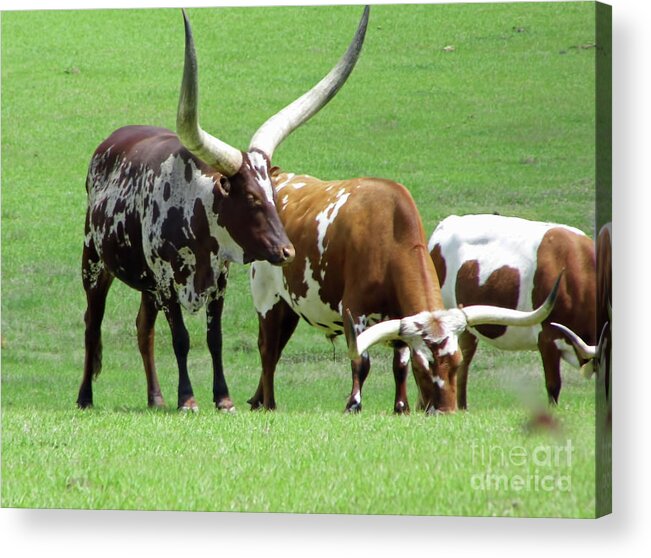 Ankole Acrylic Print featuring the photograph Ankole And Texas Longhorn Cattle by D Hackett