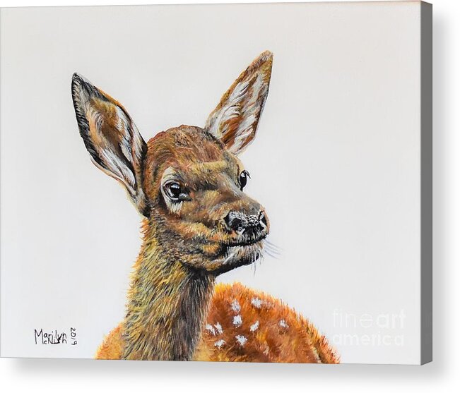 Calves Acrylic Print featuring the painting Baby Elk by Marilyn McNish
