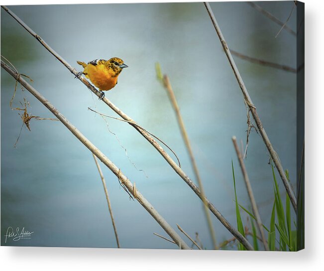 Birds Acrylic Print featuring the photograph Baltimore Oriole by Phil S Addis