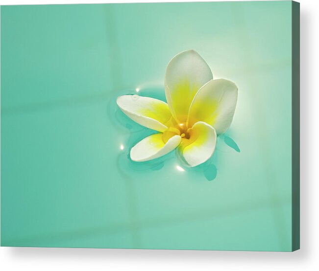 Swimming Pool Acrylic Print featuring the photograph Beautiful Flower by Diephosi