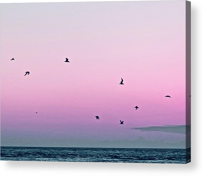 Birds Acrylic Print featuring the photograph Captive Island Sunset Seabirds Circling by Shelly Tschupp