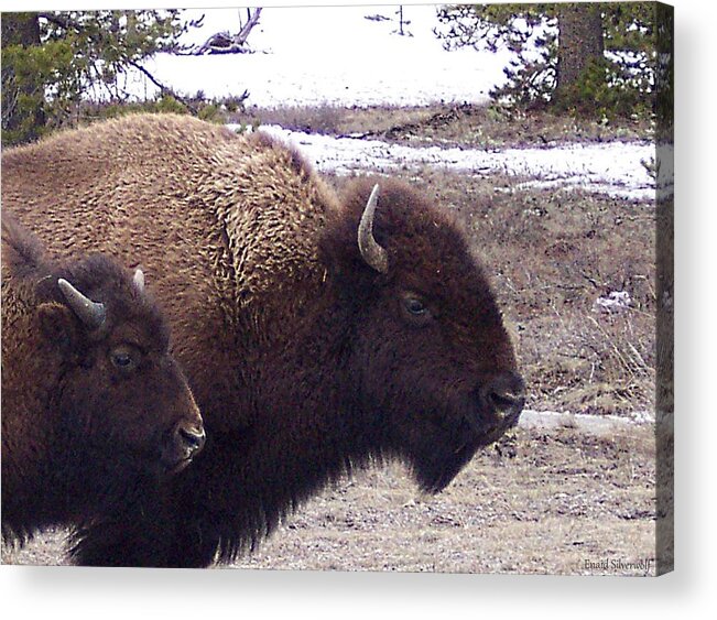 Yellowstone Acrylic Print featuring the photograph Bison Mother and Calf by Enaid Silverwolf