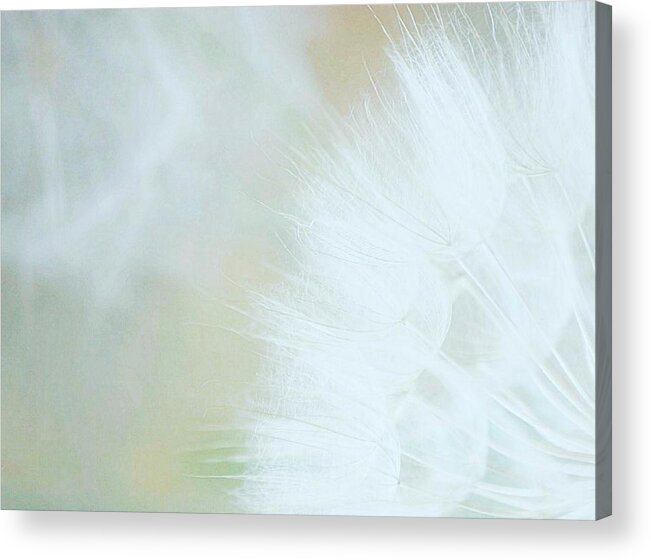 Dandelions Acrylic Print featuring the photograph Blessed Days of Summer by The Art Of Marilyn Ridoutt-Greene