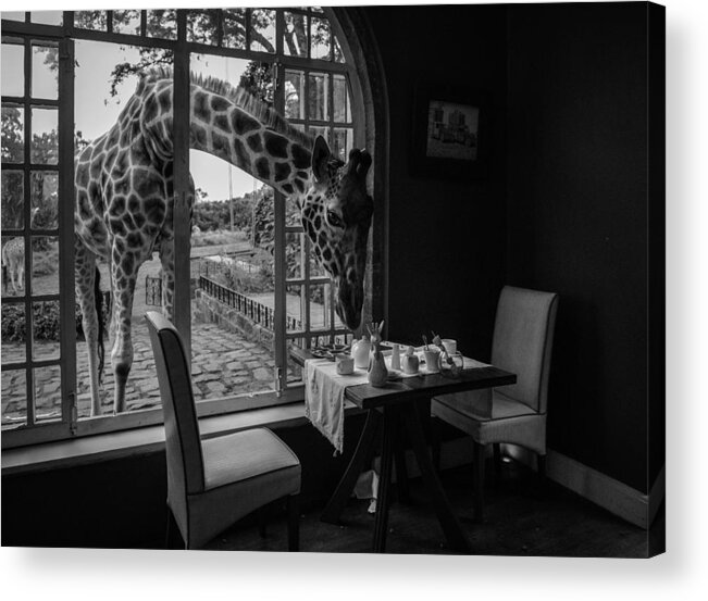 Giraffe Acrylic Print featuring the photograph Breakfast Time by Jie Fischer