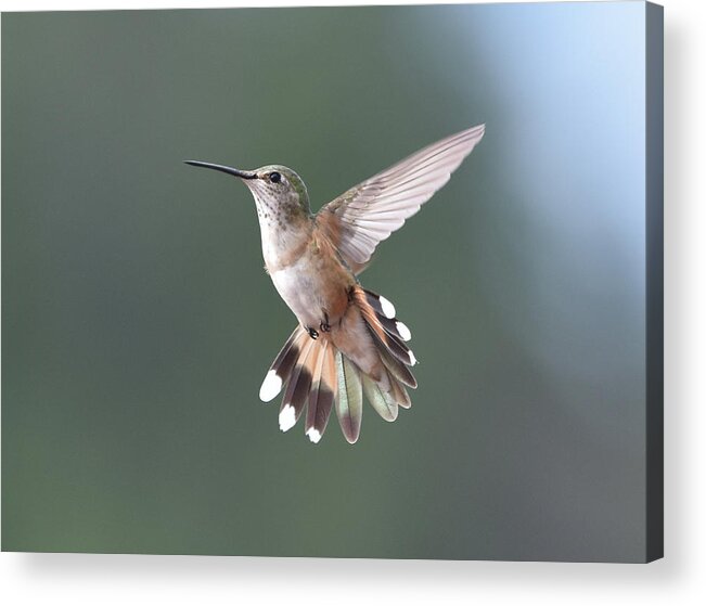 Hummingbird Acrylic Print featuring the photograph Broad-Tailed Hummer by Ben Foster