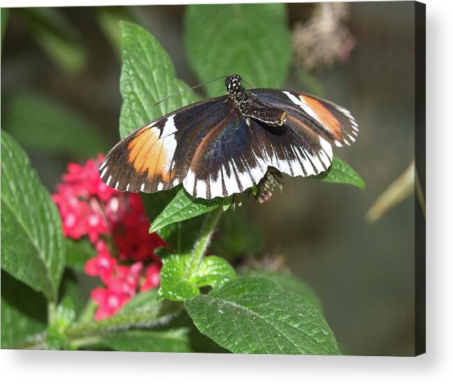 Butterflies Acrylic Print featuring the photograph Butterfly 3 by Charles HALL