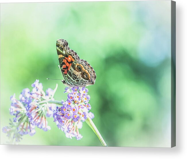 Butterfly Acrylic Print featuring the photograph Butterfly on Butterfly Bush by Lori Rowland