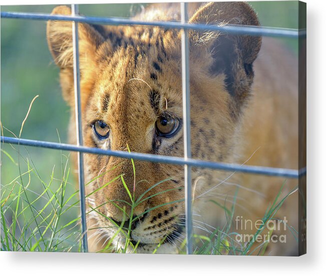 Wild Acrylic Print featuring the photograph Caged by Dheeraj Mutha