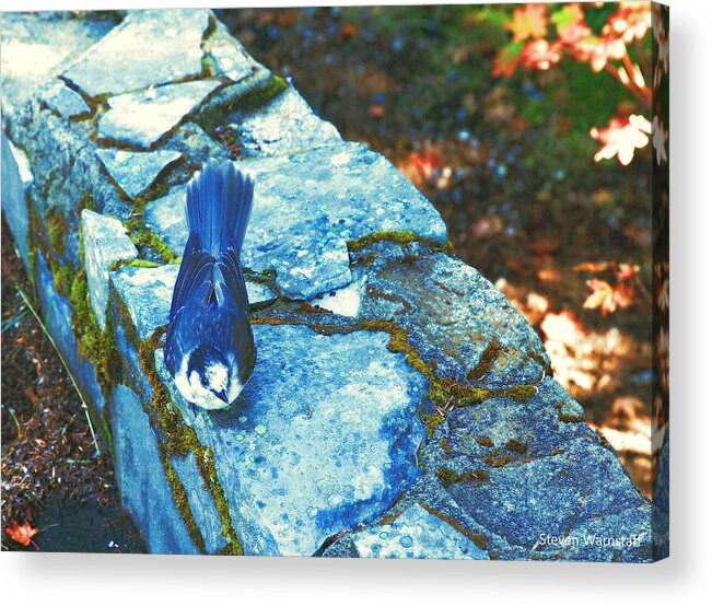 Wildlife Acrylic Print featuring the photograph Camp Robber by Steve Warnstaff