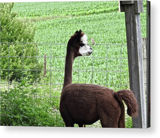 Bird Acrylic Print featuring the photograph The Conversation by Kathy Chism