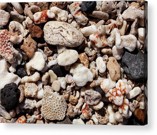 Coral Acrylic Print featuring the photograph Coral and Stone by Bari Rhys