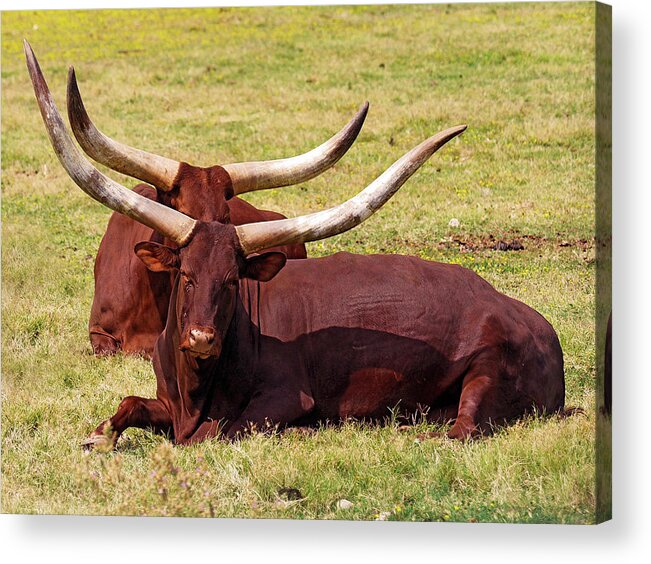 Horned Acrylic Print featuring the photograph Couple Of Longhorn Cows by Rafael Elias