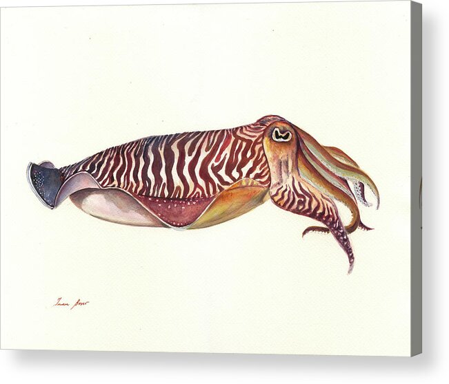 Cuttlefish Art Acrylic Print featuring the painting Cuttlefish watercolor by Juan Bosco