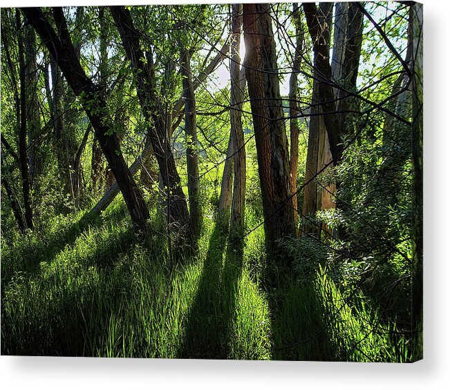 Trees Acrylic Print featuring the photograph Dancing in The Sunshine by Alana Thrower