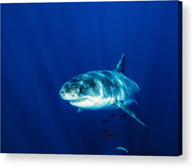 Shark
White Shark
Deep Blue
Ocan
Guadalupe
Predator Acrylic Print featuring the photograph Deep Blue by Serge Melesan