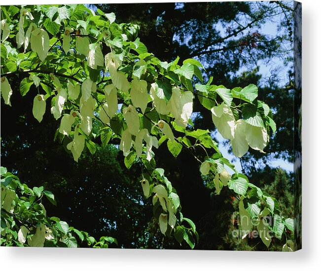 Biological Acrylic Print featuring the photograph Dove Tree (davidia Involucrata) by Geoff Kidd/science Photo Library