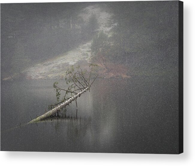 Snow Acrylic Print featuring the photograph Fallen Giant by Lynn Wohlers