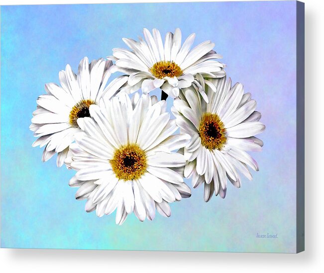 Daisy Acrylic Print featuring the photograph Four White Daisies by Susan Savad