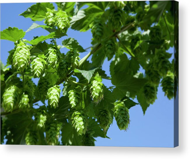 Large Group Of Objects Acrylic Print featuring the photograph Fresh Hops by Jon Larson