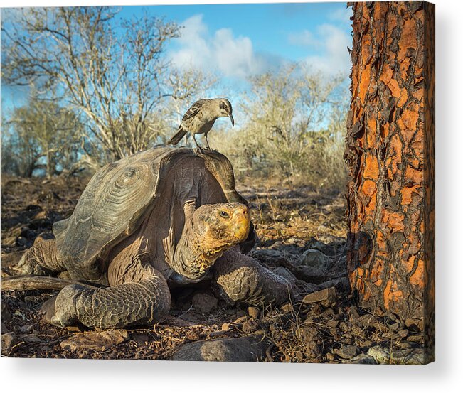 Animal Acrylic Print featuring the photograph Galapagos Mockingbird And Saddleback Tortoise by Tui De Roy