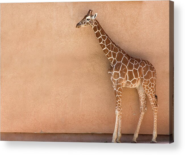 Natural Pattern Acrylic Print featuring the photograph Giraffe In Fornt Of Wall by R.daut