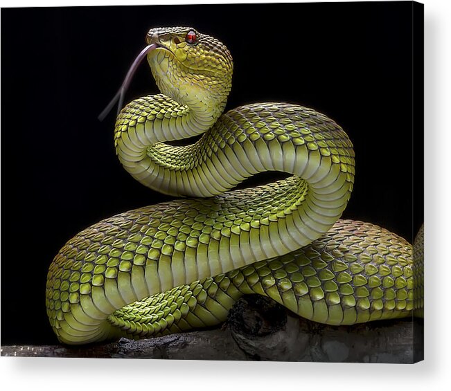 Snake Acrylic Print featuring the photograph Golden Venomous Viper Snake by Fauzan Maududdin