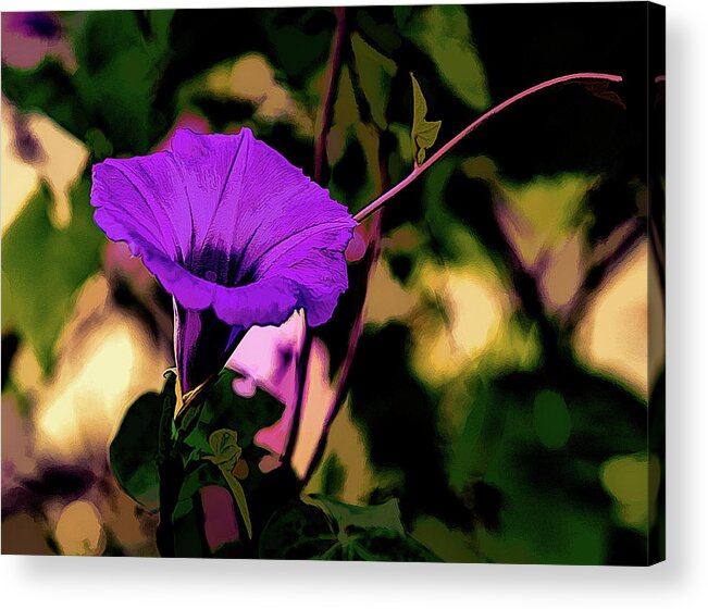 Flower Acrylic Print featuring the photograph Good Morning Glory by G Lamar Yancy