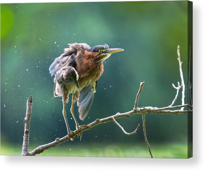 Animals Acrylic Print featuring the photograph Green Heron Shaking Off by Kevin Wang