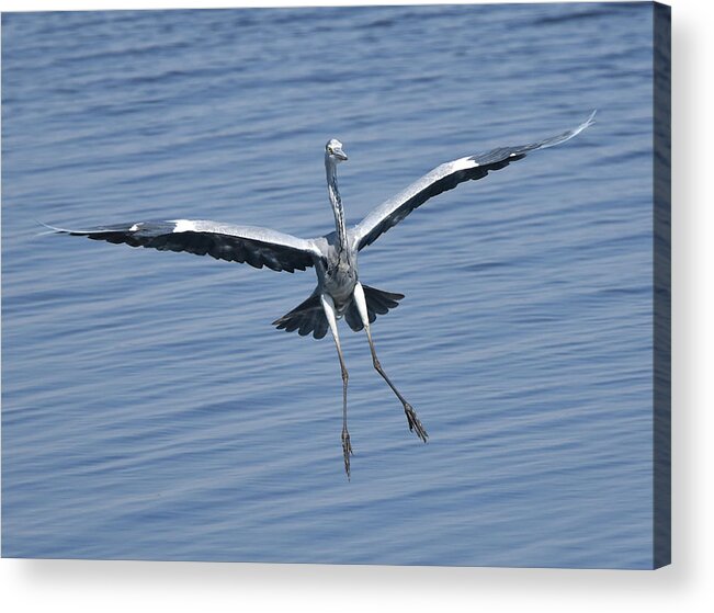 Heron Acrylic Print featuring the photograph Grey Heron in for a Landing by Ben Foster