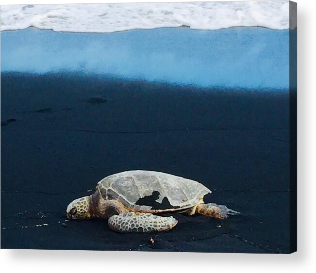 Honu Green Sea Turtle Punalu'u Acrylic Print featuring the photograph Honu, Green Sea turtle Punaluu, Hawaii by Lehua Pekelo-Stearns