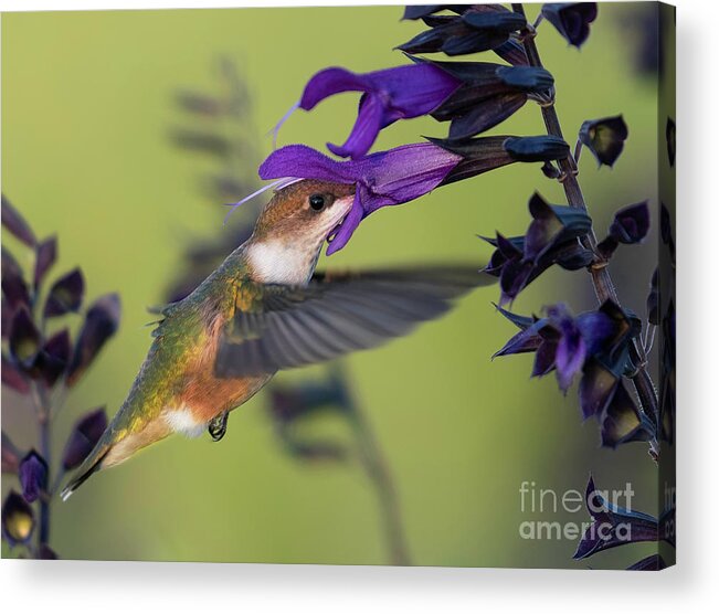 Hummingbird Acrylic Print featuring the photograph Hummingbird with Purple by Bill Frische